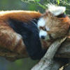 rosypanda8207